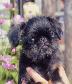 ����� ������������� � ������������ ��������.