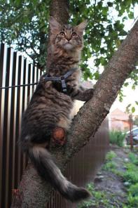 �������� ����-�����  "No Angels"  ���������� �����