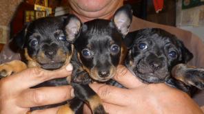 ������ ������ �������� ���-�������