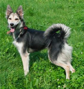 ����, ����� ����� � ��� (1���)