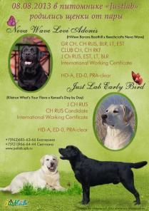 Щенки лабрадора ретривера.