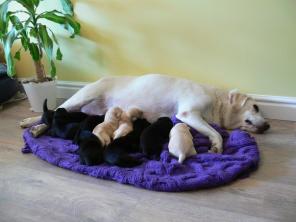 Щенки лабрадора ретривера.