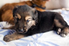 ���� ����������� ������ ���������� ��������, ������