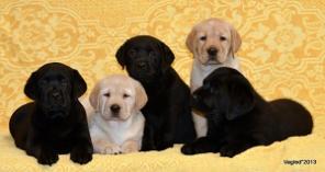 ����� ��������� �� ���������-���������