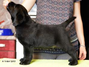 ����� ��������� �� ���������-���������