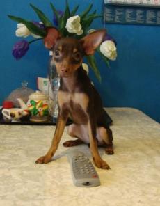 ������ ����� ���-�������, ���������� ���������, �������, ���.