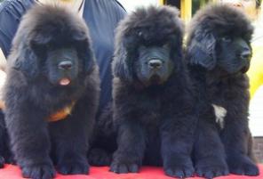 ������ ����� �������������  ��� ���