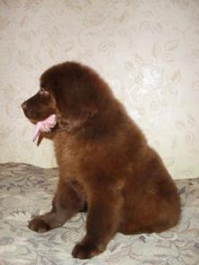 щенки породы ньюфаундленд