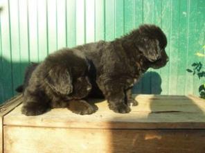 щенки породы ньюфаундленд