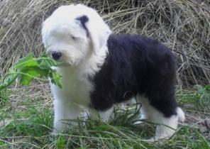 ����� ��������