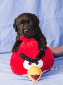 Щенки лабрадора ретривера.