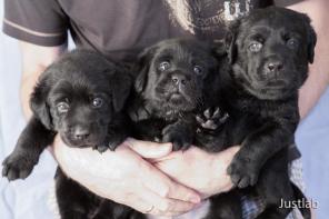 Щенки лабрадора ретривера.