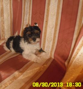 �������������� ����� ������