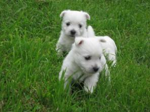 ����� ���� ������� ���� �������