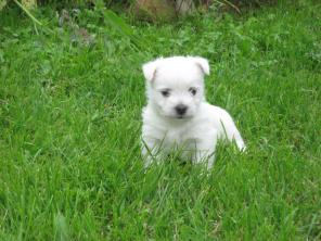 ����� ���� ������� ���� �������