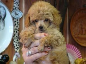 ����� �����������, ��� � ���� ���-������