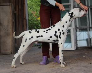 Продается подрощенный щенок далматина