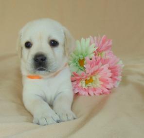 Щенки лабрадора ретривера.