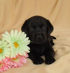 Щенки лабрадора ретривера.