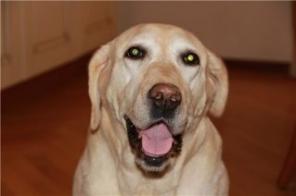 Палевая девочка лабрадор 6 лет в добрые руки