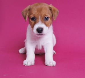 ����� ���� ������ ������