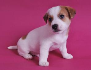 ����� ���� ������ ������