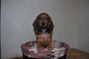 Продаются щенки миниатюрной таксы