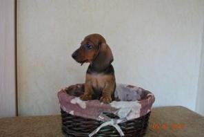 Продаются щенки миниатюрной таксы