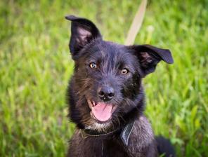 Щенок Шанти в добрые руки.