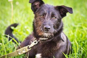 Щенок Шанти в добрые руки.