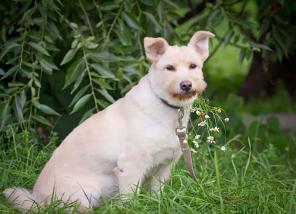 Рози-красота и спокойствие. В заботливые руки.