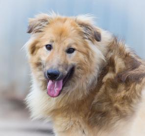 Лучики рыжего солнца в дар!