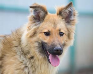 Лучики рыжего солнца в дар!