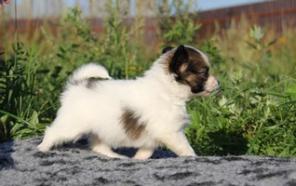 ����� ��������