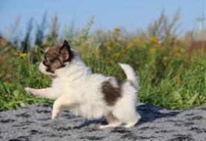 ����� ��������