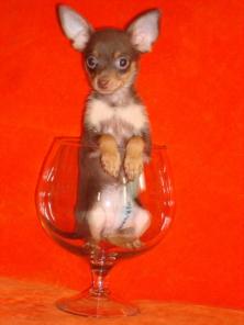 ����� ���-�������, ���� �������, ���������� ���������, ���.