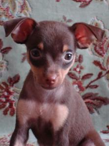 ����� ���-�������, ���� �������, ���������� ���������, ���.