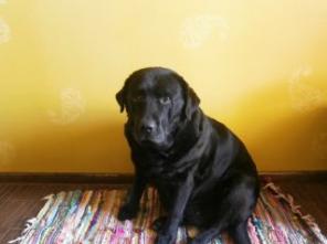Лабрадор Грейс в дар в заботливые руки