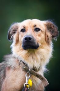 Я ищу тебя, мой человек! Кэтти, в самые любящие руки! В дар!