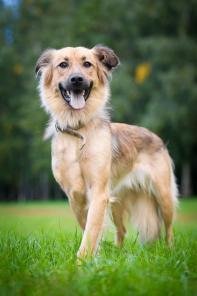 Я ищу тебя, мой человек! Кэтти, в самые любящие руки! В дар!