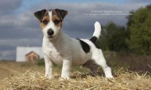 ���� ������ ������� ������������� ��� ��� �����