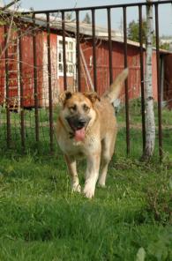 Карат - солнечно-рыжий пес-компаньон в дар