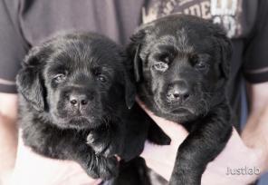 ����� ��������� ���������.