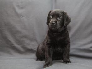 ����� ��������� ���������.