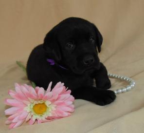 ����� ��������� ���������.