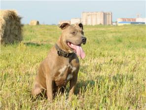 Красавица стаффочка ищет дом.