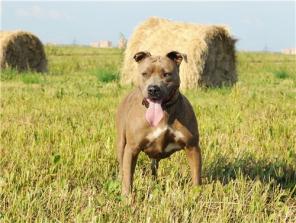 Красавица стаффочка ищет дом.