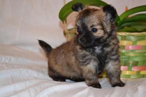 Чихуахуа д/ш кукольная девочка