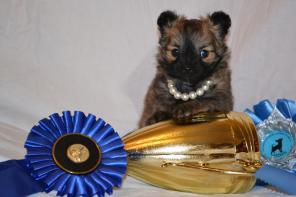 Чихуахуа д/ш кукольная девочка