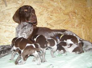 ����� ���������